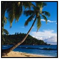 Palm tree